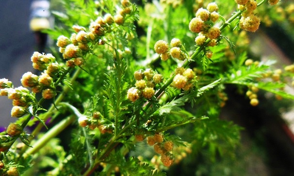 نبات الشيح الذي ينتشر بيعه كأعشاب علاجية في العديد من البلدان من بينها موريتانيا (وكالات)