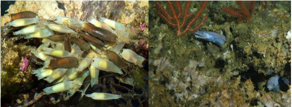 صورة2:منطقة اباضة وبيوض للرأس قدمياتالصورة3 :الشعابالمرجانيةملجأللأسماك