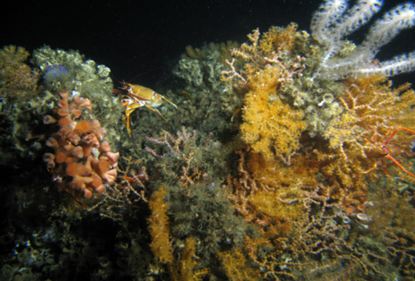 الصورة 1: تجمعوافرللكائنات على الحيد المرجاني الموريتاني