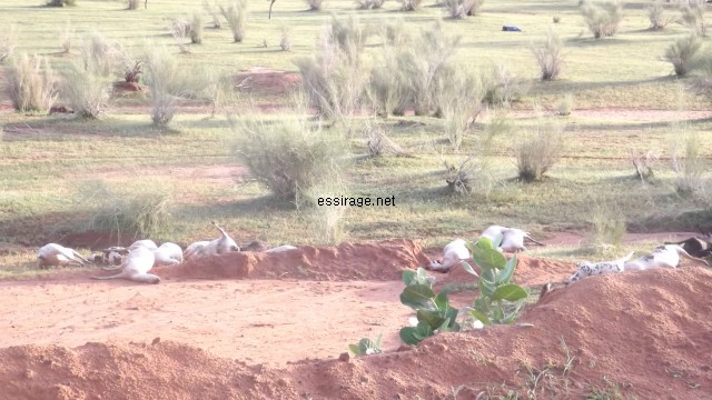 عشرات الأغنام ماتت دفعة واحدة بعد انقلاب سيارة تقلها 