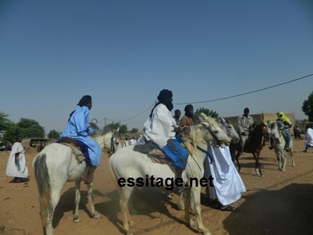 الخيول ترقص على وتر زغردات النساء