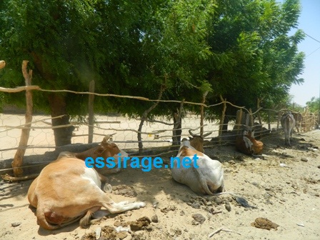 بقرات يؤكد عشقهن للمدينة وأطلالها