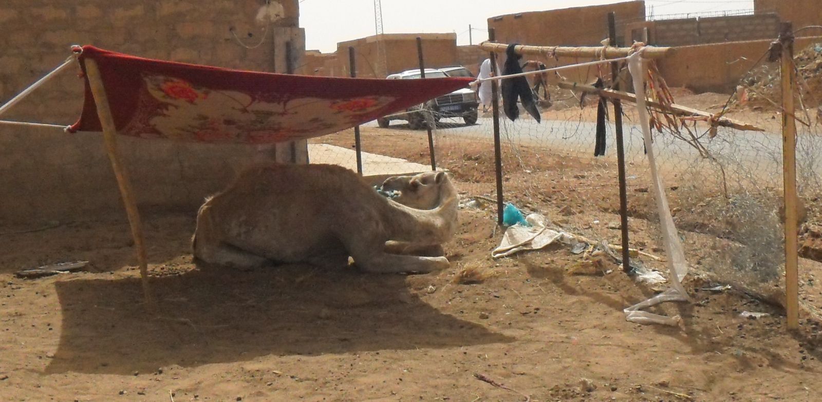 بعيؤر في 