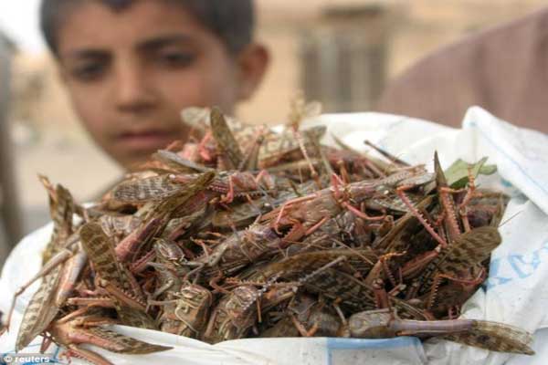 منظمة الفاو:الحشرات مكمل غذائي عالي الجودة