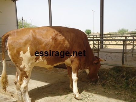 هذه البقرة قرنسية الأصل (خاص للسراج)