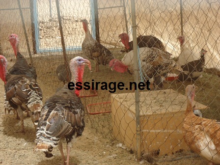 كاميرا السراج داخل حظيرة الطيور في المعهد (حصيرا للسراج)