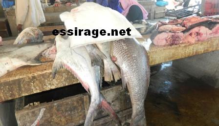 وفي البحر عجبا..وفي سوق الصيادين أعاجيب كثيرة