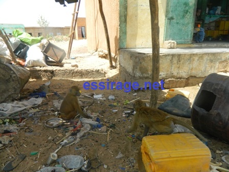 العريش الذي تسكنه القرة على حافة الطريق(تصوير السراج)