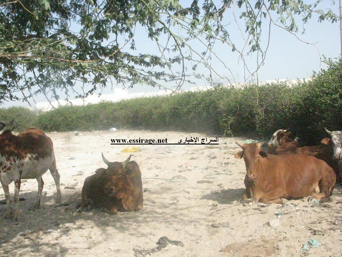 البقرات في راحة الضحى داخل ساحة ملتقى مدريد