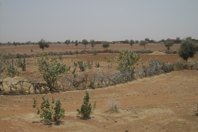 التعاونيات الزراعية أصبحت جرداء والسبب شح المياه 