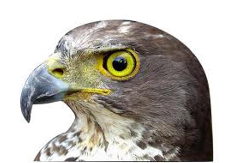 حاتم أكد على حق الشعب السوري في اختيار حاكمه 