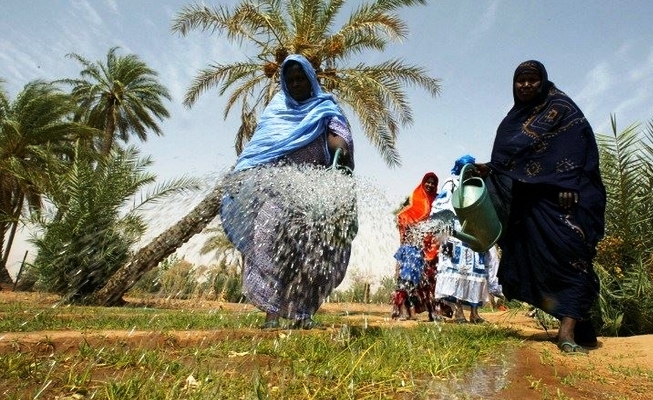 مزارعات موريتانيات في إحدى المزارع تحت النخيل (وكالات)