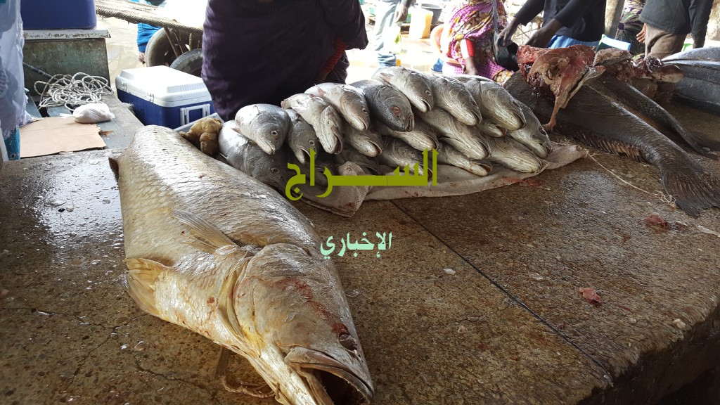 بعض السمك المعروض أمس 