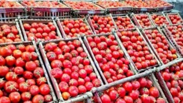 بعد ارتفاع قياسي.. وزارة التجارة تحدد سعر الطماطم ب 50 أوقية