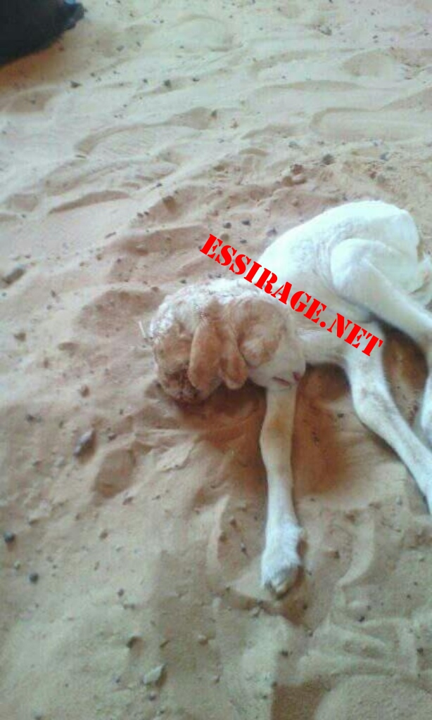 صورة أخرى من الخروف