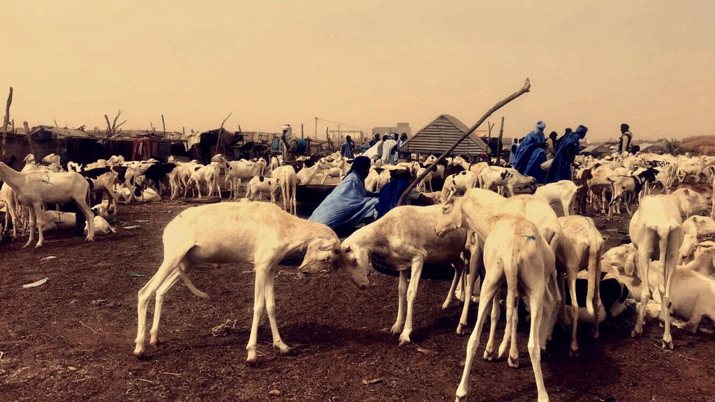 السعودية ترفع الحظر عن استيراد المواشي الموريتانية