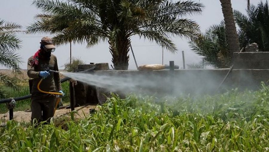 الفاو تدعو إلى إجراءات سريعة لمواجهة الجراد في موريتانيا