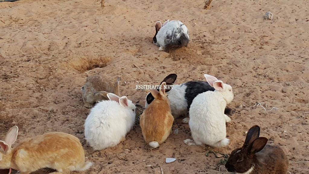 " بعض الأرانب داخل المحمية "