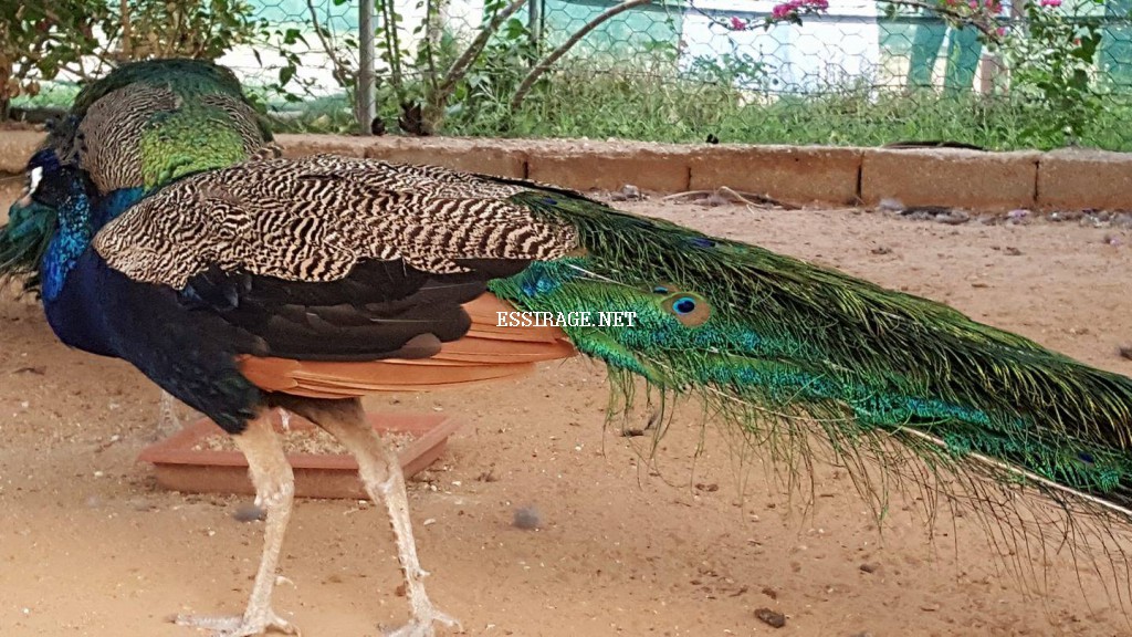 " طائر الطاووس "