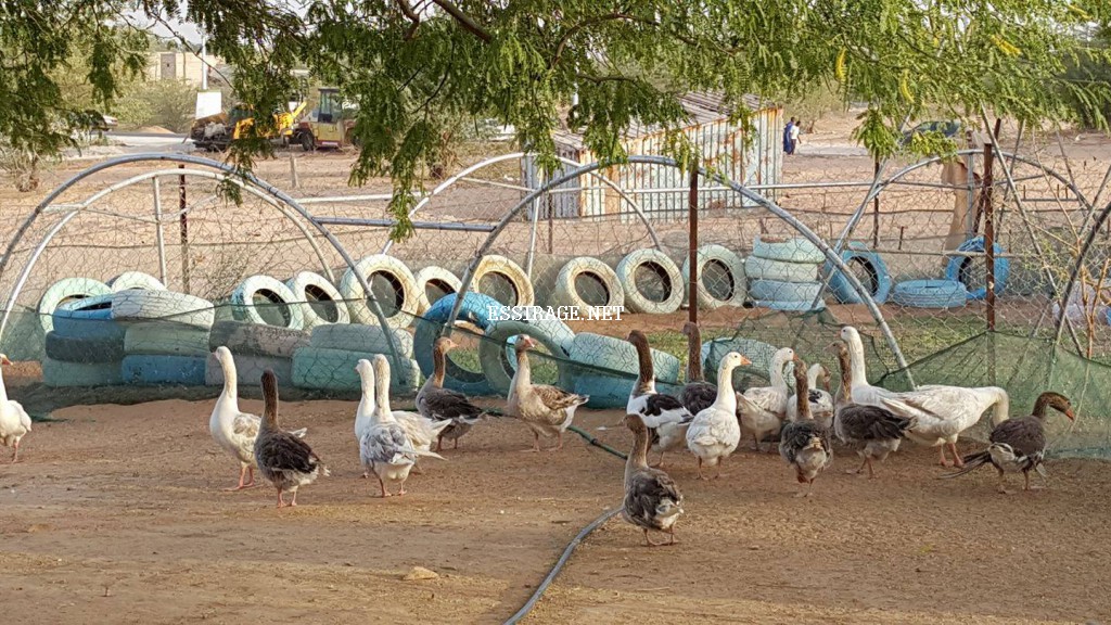 " أنواع من الطيور "