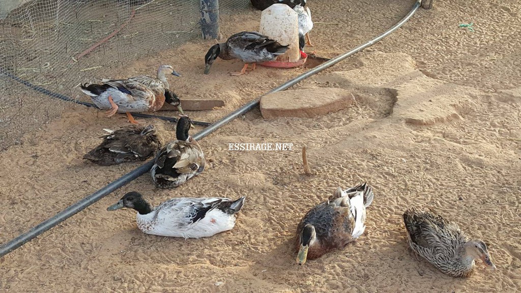 " بعض آخر من الطيور"