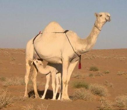 الجمل 