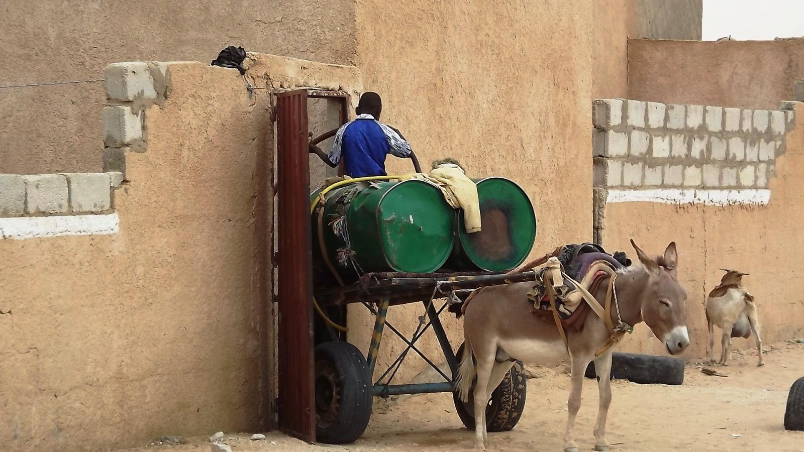 الأطفال أكثر من يعمل على عربات الحمير في الترحيل 