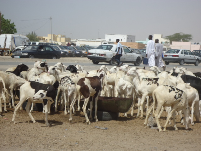 المياديت والساحات العمومية تتحول إلى أسواق مفتوحة للأغنام مع اقتراب العيد