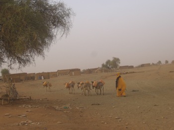قوافل لا تنقطع لجلب المياه 