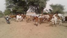 صورة لمواشي موريتانية فى السنغال 
